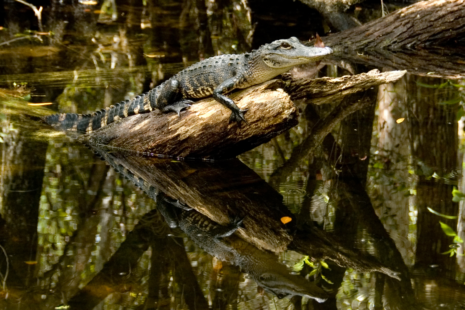 Florida Everglades the Most Endangered Site In the U.S.