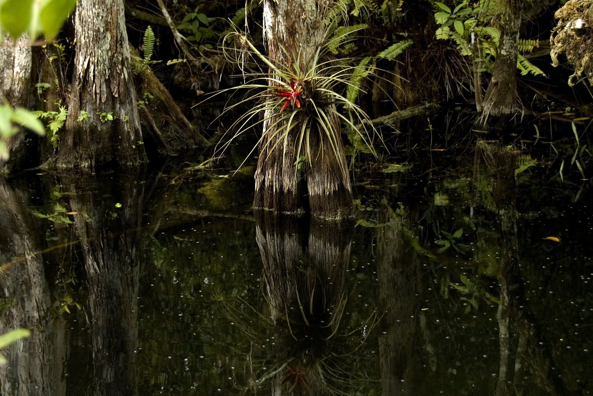 Florida is Purchasing 20,000 Acres of Everglade Wetlands
